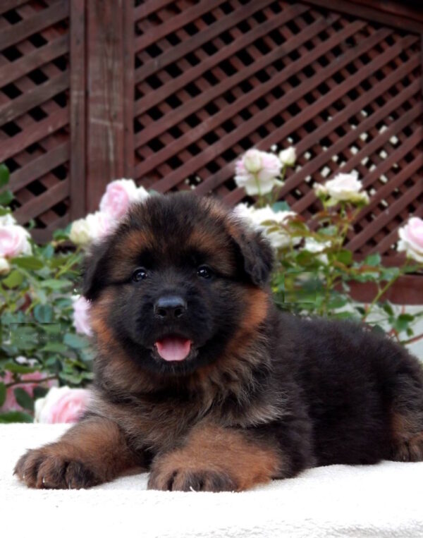 Badi German Shepherd
