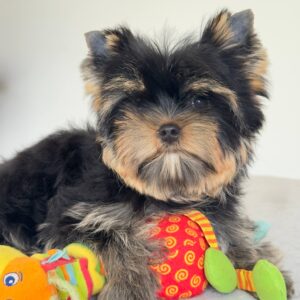 Balenciaga Yorkshire Terrier