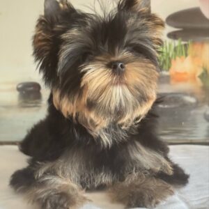 Balmain Yorkshire Terrier