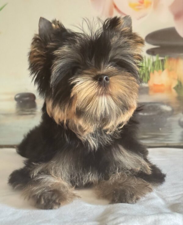 Balmain Yorkshire Terrier
