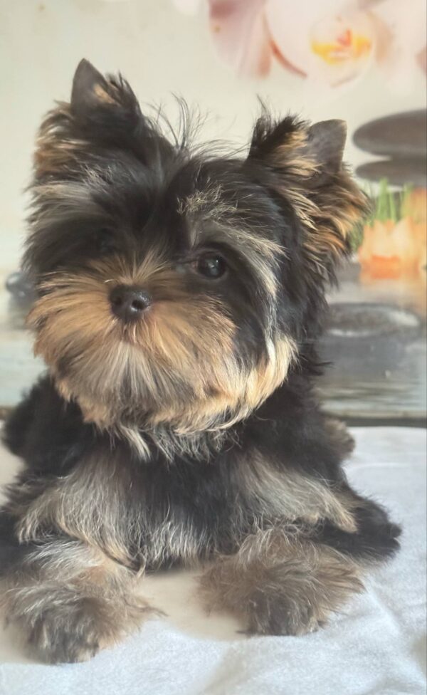 Balmain Yorkshire Terrier