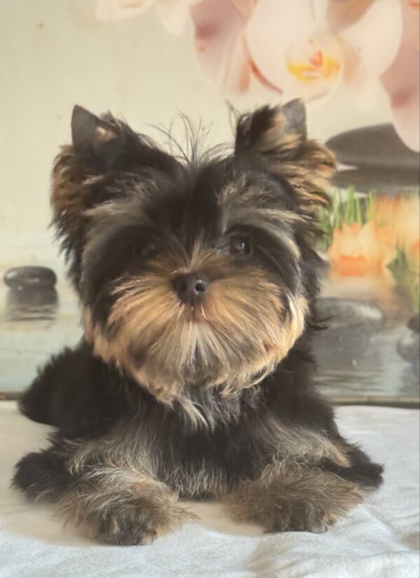 Balmain Yorkshire Terrier