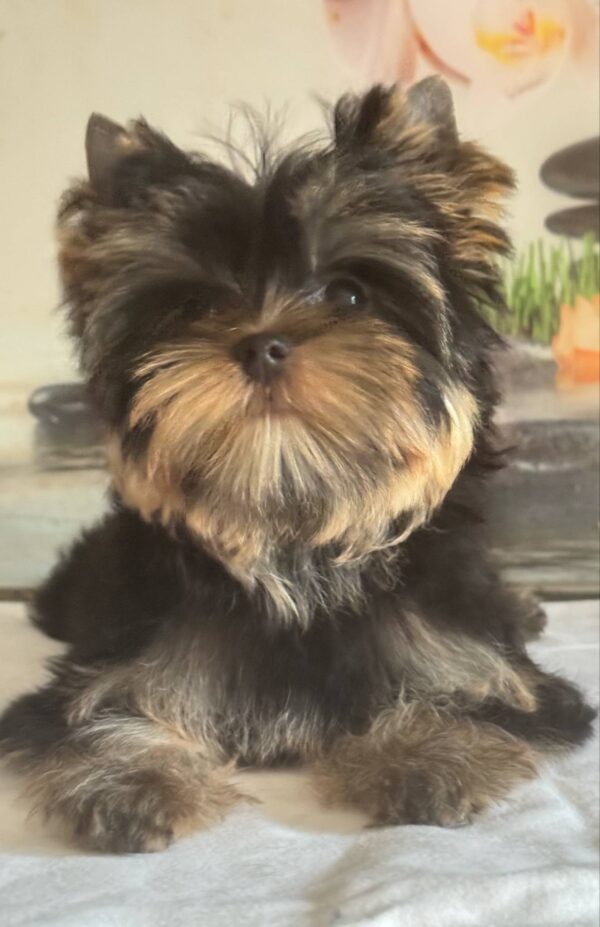 Balmain Yorkshire Terrier