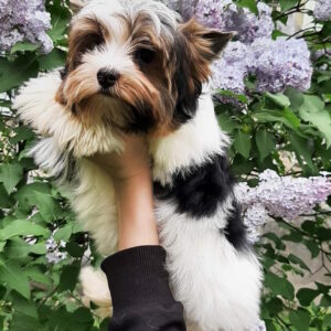 Barbie Biewer Yorkshire Terrier