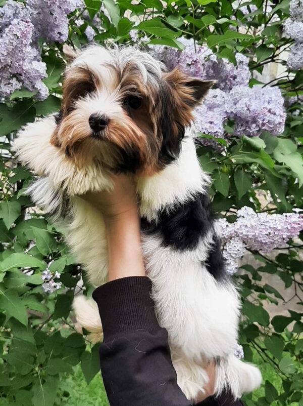 Barbie Biewer Yorkshire Terrier