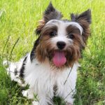 Barbie-female-Biewer-Yorkshire-Terrie-puppy-for-sale-1 (2)