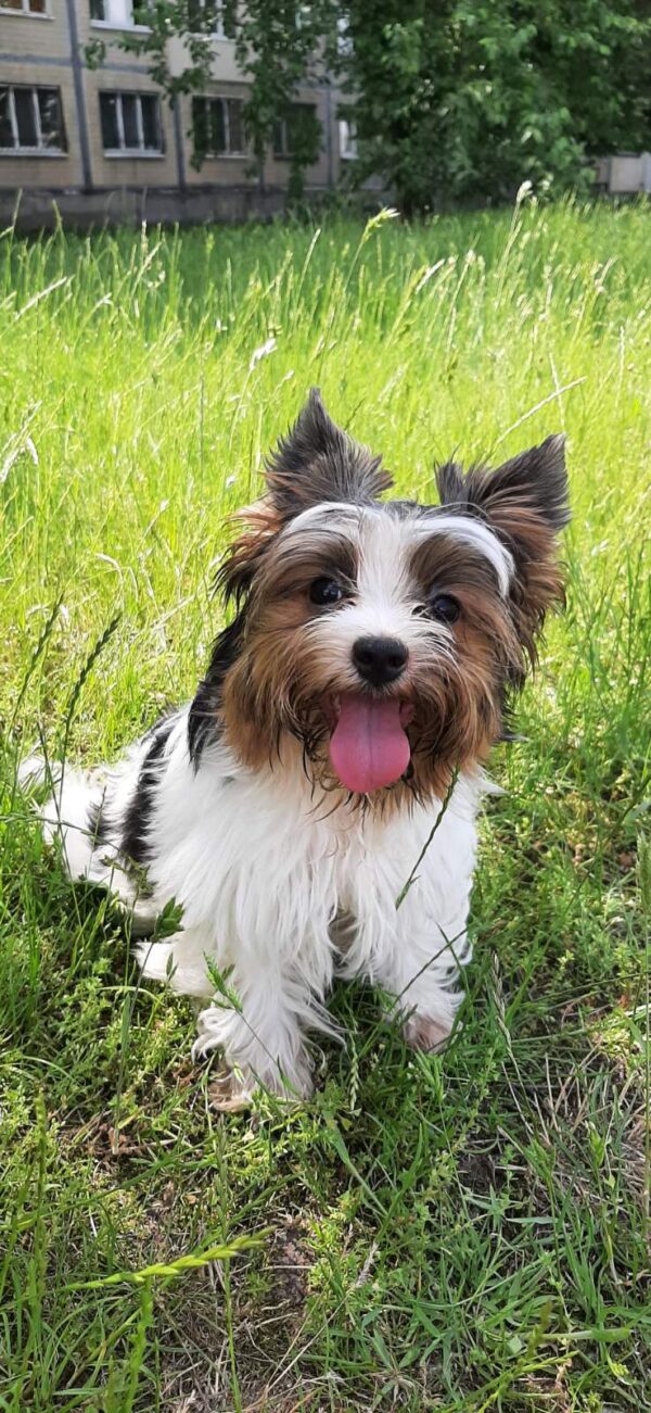 Barbie Biewer Yorkshire Terrier