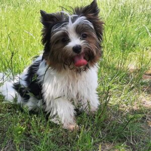 Barbie Biewer Yorkshire Terrier