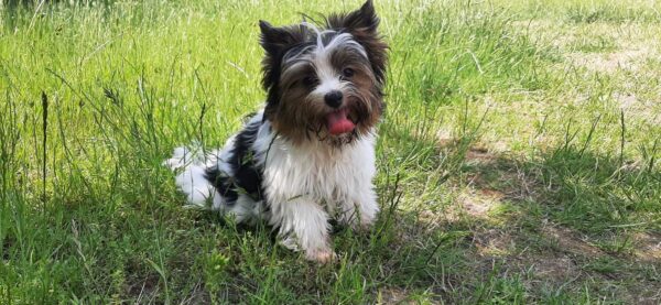Barbie Biewer Yorkshire Terrier