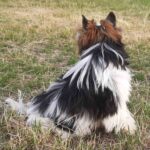 Barbie-female-Biewer-Yorkshire-Terrie-puppy-for-sale-1 (4)