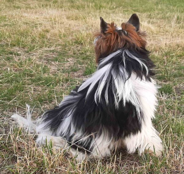 Barbie Biewer Yorkshire Terrier
