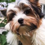 Barbie-female-Biewer-Yorkshire-Terrie-puppy-for-sale-1 (5)