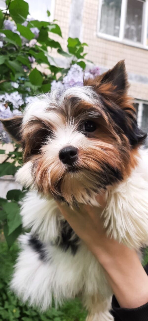 Barbie Biewer Yorkshire Terrier
