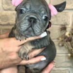 Barby-female-Big-Rope-Frenchie-puppy-for-sale-1