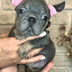 Barby Big Rope French Bulldog