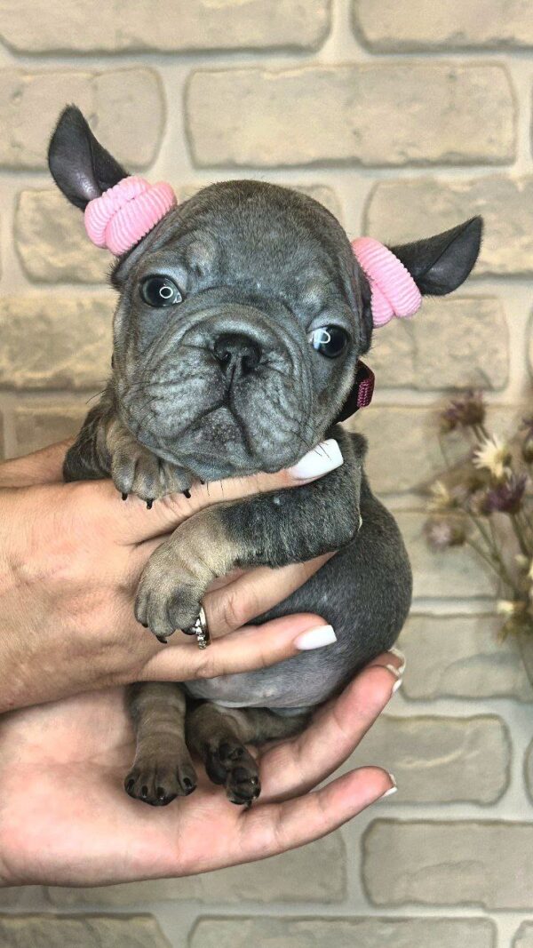 Barby Big Rope French Bulldog