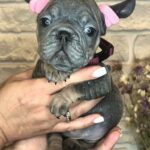 Barby-female-Big-Rope-Frenchie-puppy-for-sale-2