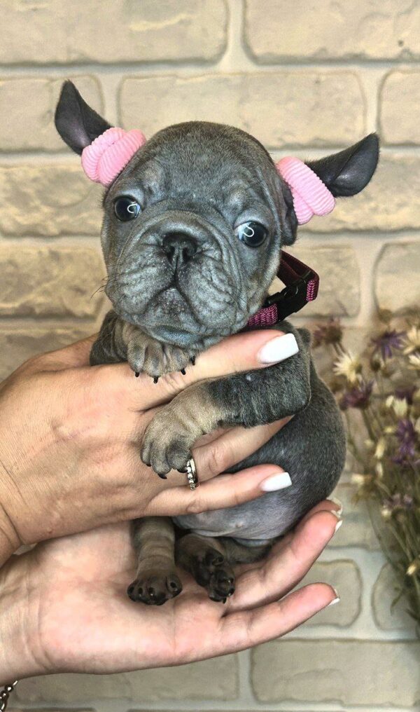 Barby Big Rope French Bulldog