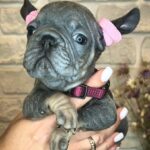 Bunny Big Rope French Bulldog
