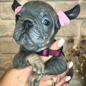Barby Big Rope French Bulldog