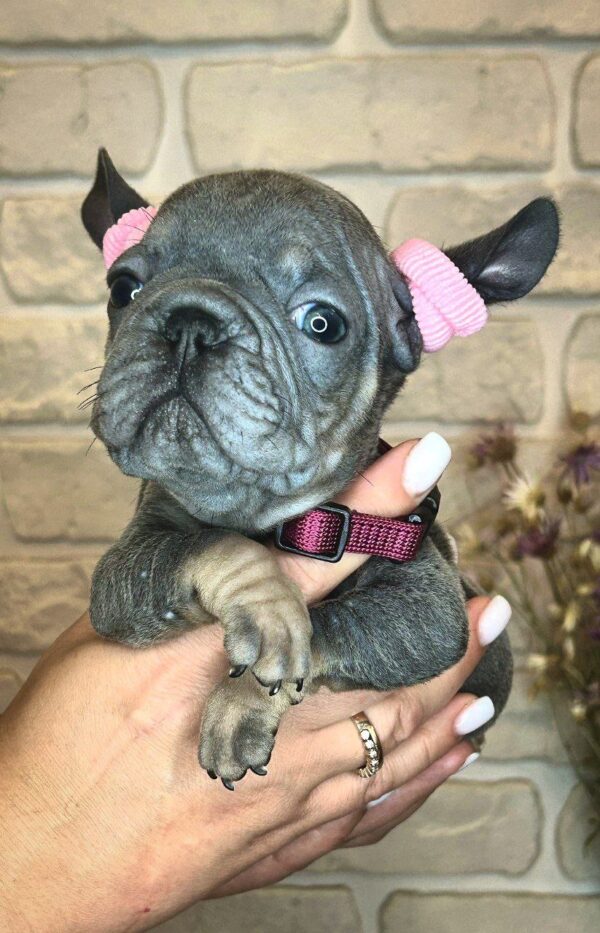 Barby Big Rope French Bulldog