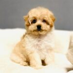 Barby-female-Pomapoo-puppy-for-sale-1