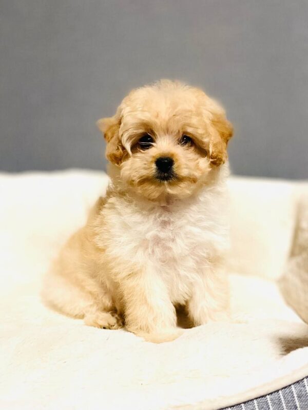 Barby Pomapoo