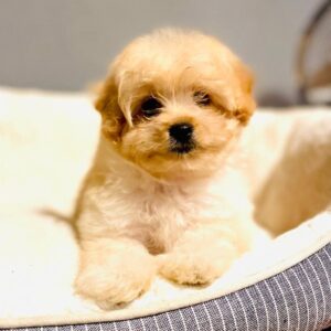Barby Pomapoo