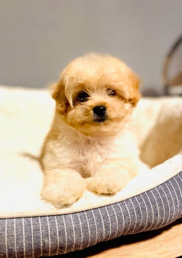 Barby Pomapoo