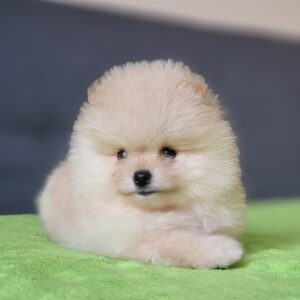 Barin Pomeranian