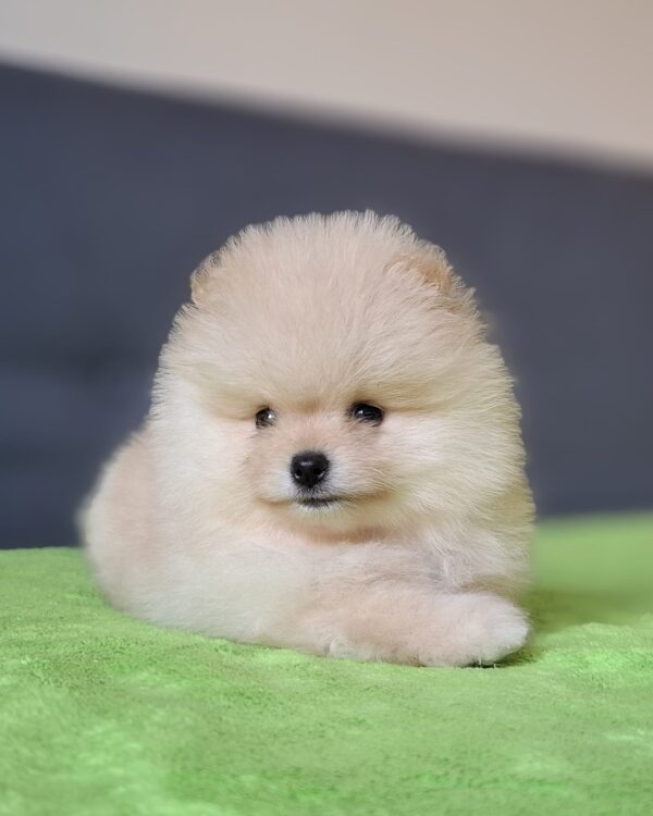 Barin Pomeranian