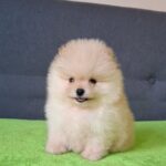 Barin-male-pomeranian-puppy-for-sale-1 (2)