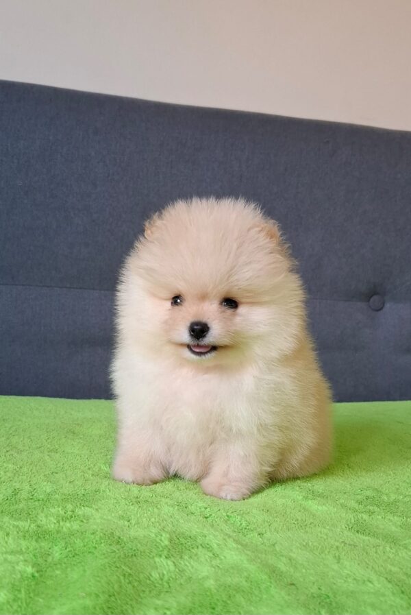 Barin Pomeranian