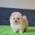 Barin-male-pomeranian-puppy-for-sale-1 (3)