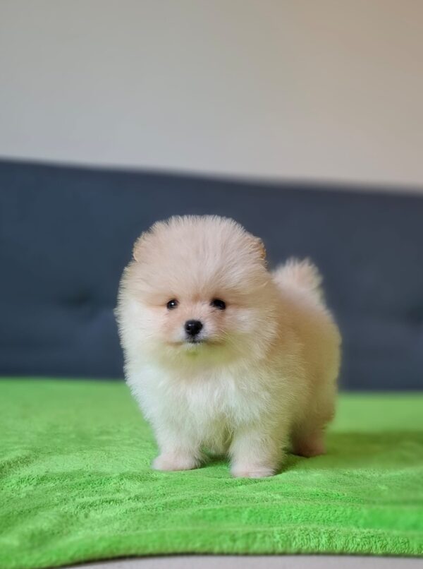 Barin Pomeranian