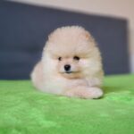 Barin-male-pomeranian-puppy-for-sale-1 (4)