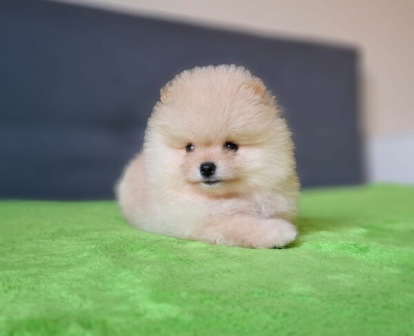 Barin Pomeranian