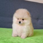Barin-male-pomeranian-puppy-for-sale-1 (5)