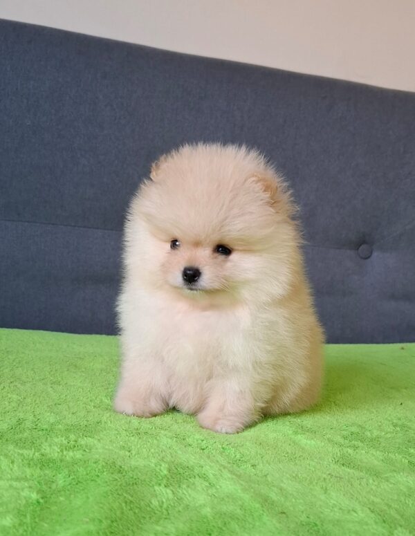 Barin Pomeranian