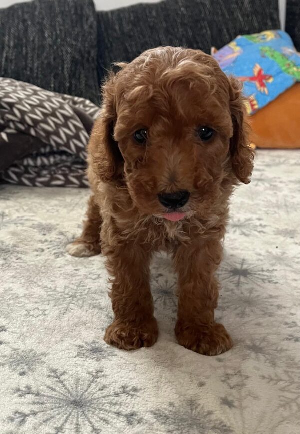 Barnaby Goldendoodle