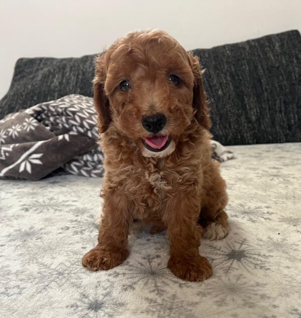 Barnaby Goldendoodle