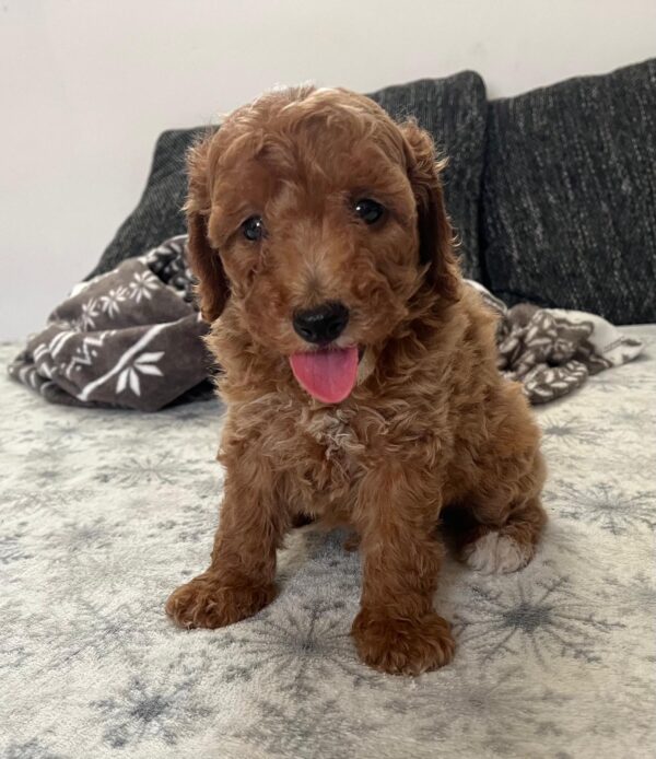 Barnaby Goldendoodle