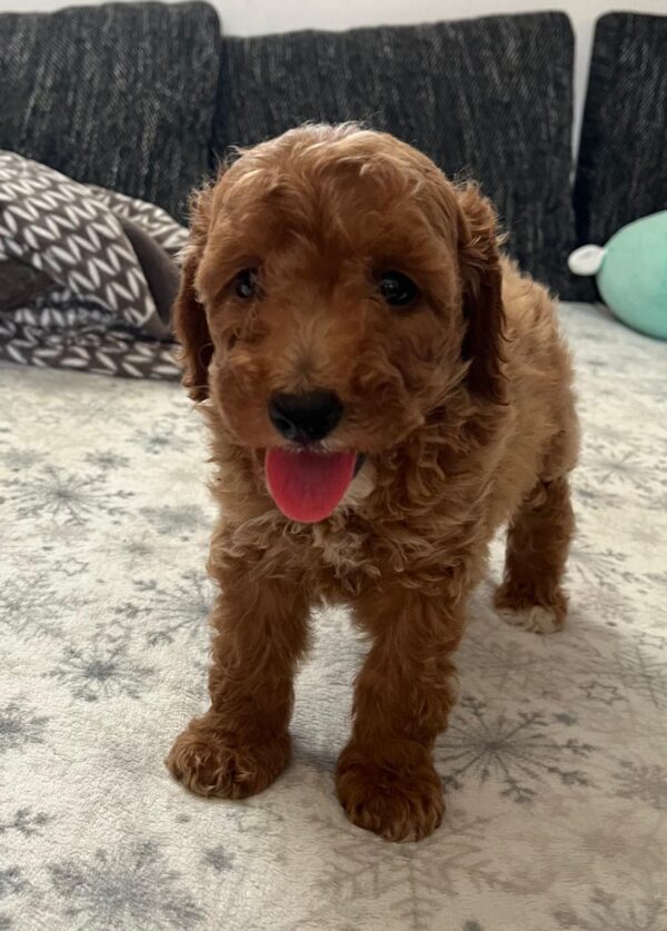 Barnaby Goldendoodle