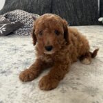 Barnaby-male-goldendoodle-puppy-for-sale- (5)