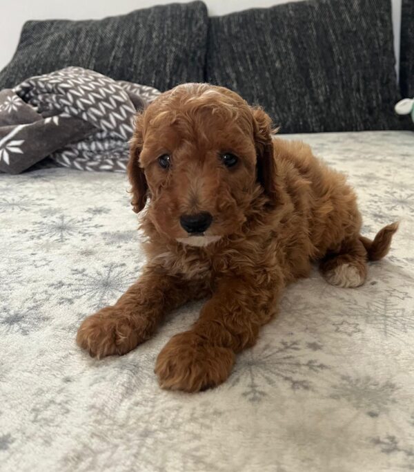 Barnaby Goldendoodle