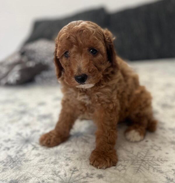 Barnaby Goldendoodle