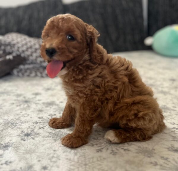 Barnaby Goldendoodle