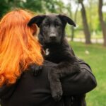 Barsa-female-German-Shepherd-puppy-for-sale-1