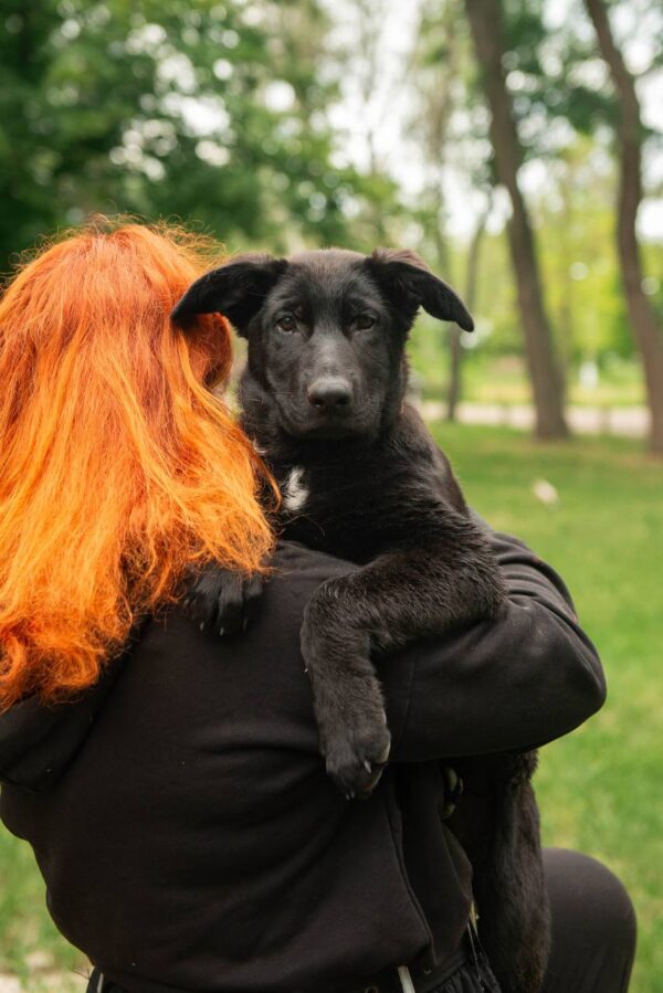 Barsa German Shepherd