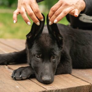Barsa German Shepherd